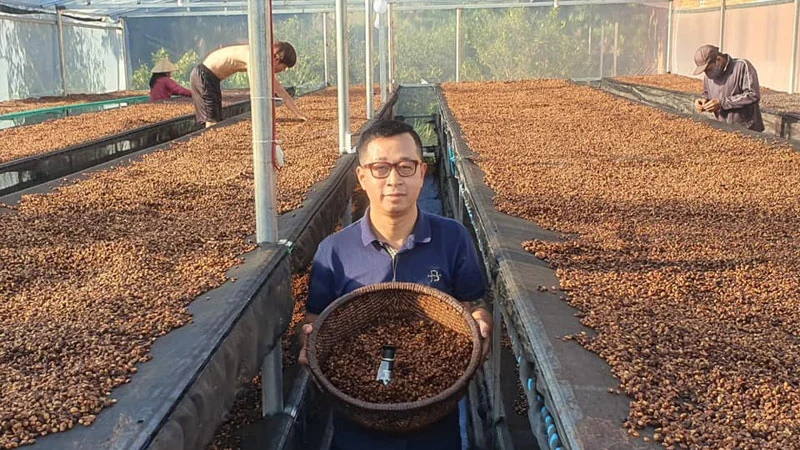 Chế biến cà phê robusta honey phơi trên sàn lưới trong nhà kính