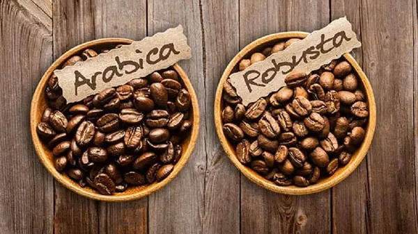 Sự khác biệt giữa hạt cà phê Arabica và hạt cà phê Robusta​