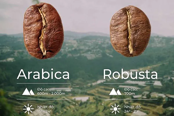 Sự khác biệt giữa hạt cà phê Arabica và hạt cà phê Robusta​